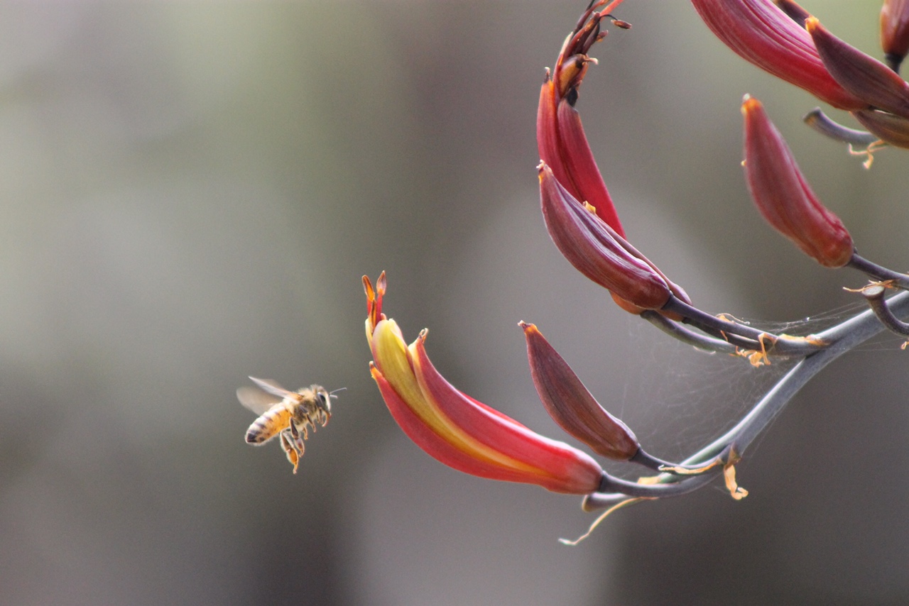 harakeke flower