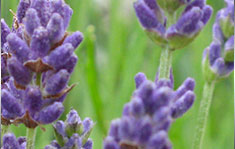 lavender