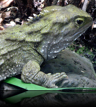 tuatara